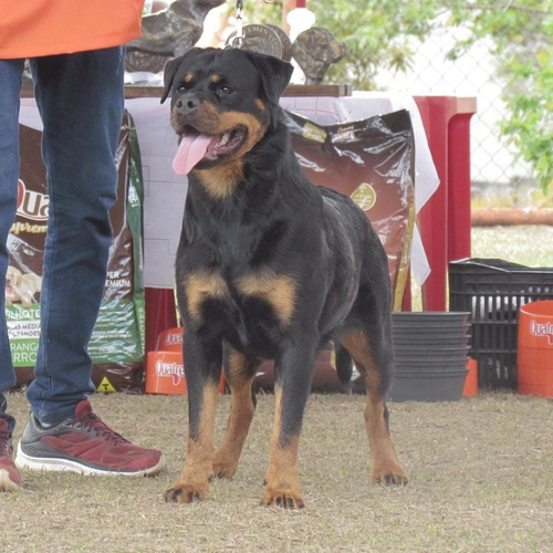 Rottweiler Filhotes (45 Dias )frete Grátis