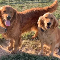 Comprar Golden Retriever Linea Premium Tenga Un Golden De Pinamar.
