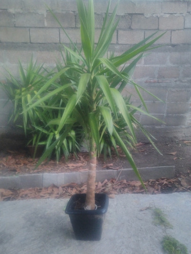 Imagen 3 de 3 de Palmeras Yuca Más De 1 Mt De Alto.