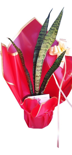 Sansevieria En Arreglo
