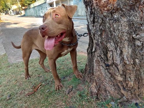 Filhote De American Pit Bull Terrier