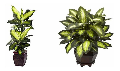 Nearly Natural Dieffenbachia Dorada Con Maceta Decorativa, C