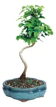 Comprar Bonsái De Bruselas Árbol De Bonsái De Ginkgo Vivo - 4 Años, 
