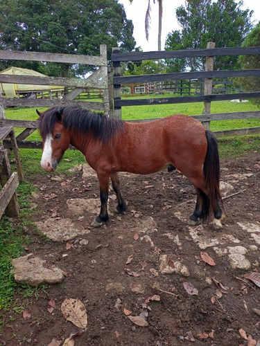 Imagen 2 de 8 de Hermoso Mini Horse En Venta