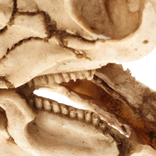 Adorno De Calavera De Dinosaurio De Resina Para Esconder Cam