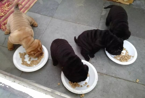 Cachorros Sharpei 100% Puros 