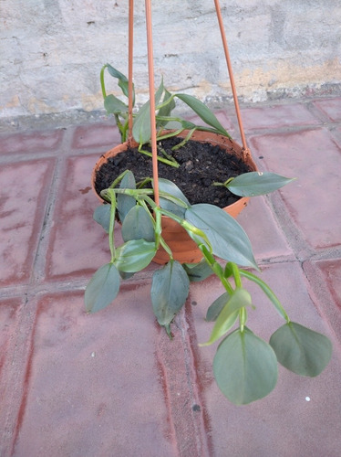 Imagen 4 de 10 de Planta Potos Purificadora Del Aire