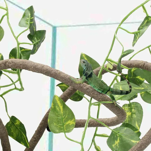 3 Terrario Reptiles Enredaderas Selva Escalada Style C