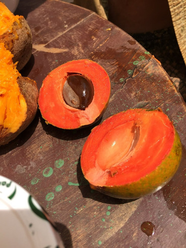 Planta Zapote Verde, Pouteria Viridis, Pregunte Costo Envio