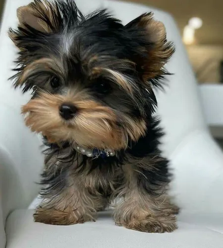 Yorkshire Terrier Mini 01