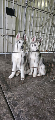 Husky Siberiano Pedigree Internacional