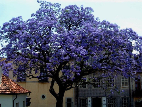 4.000 Semillas De Arbol Kiri Paulownia Tomentosa 