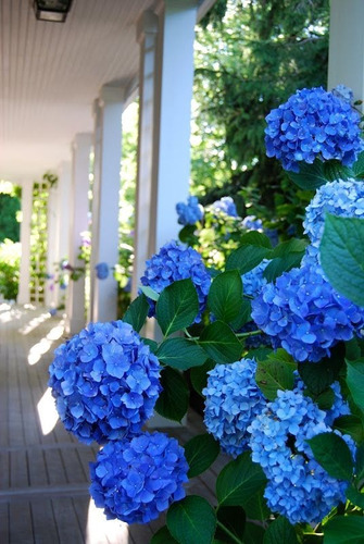 Fertilizante Azulador De Hortensias Ultra Rinde 30 Plantas