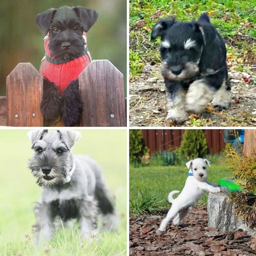 Schnauzer Mini Sal Y Pim, Negro, Blanco, Neg Y Pla Lida Sico