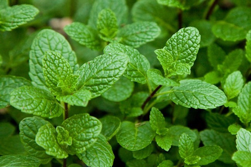 Menta 30 Semillas Hortaliza Aromática Requiere Sol  Sdqro2