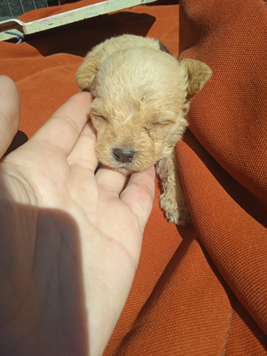 Cachorros Papa Caniche/ Mamá Barbilla