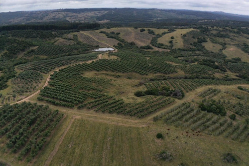 Imagen 17 de 30 de Campo Ovicola En Garzon - 212 Hectareas