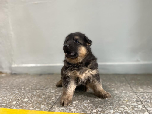 Cachorros Aleman Pastor Mascotas Rionegro Medellín Bogota