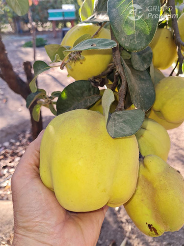 Parcela En Venta En Quilpué
