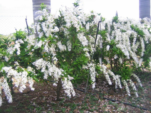 Trepadeira Brasileira Flor De Sao Miguel Ou Viuvinha Branca