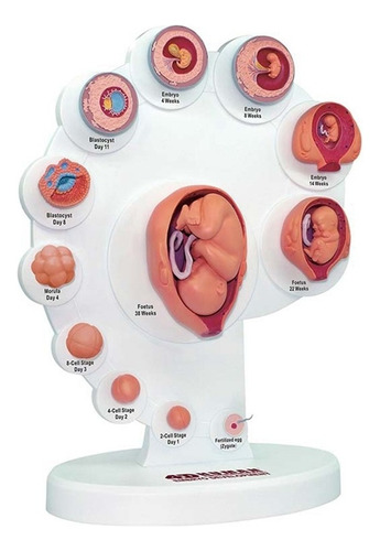 Modelo Anatómico Del Desarrollo Del Embrión Humano 4d Crecim