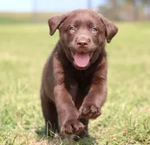 Comprar Labrador Chocolate Genetica 100% Pureza Robustez Con Certif