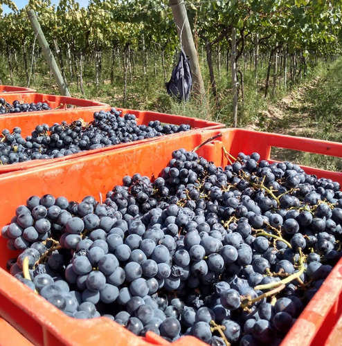 Vino A Lisa Malbec - Bodega Noemia - Organico - Rio Negro