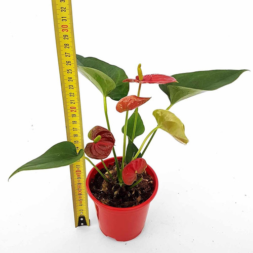 Mini Antúrio Vermelho Planta Natural Adulta Com Vaso | MercadoLivre