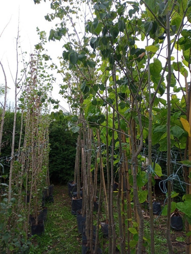 Imagen 2 de 8 de Arbol Catalpa Sombra - Hermoso - E.caba Y Gba