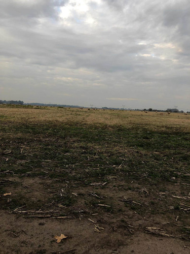 Imagen 26 de 27 de Campo Agricola Productivo Rural Zona Alto Rinde Marcos Paz Limite Gral Rodriguez