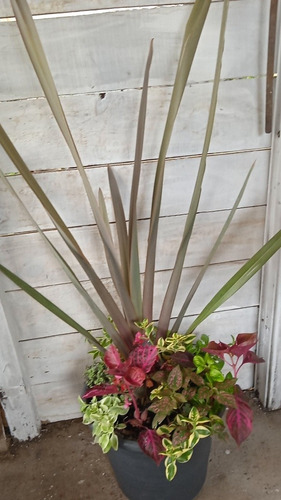 Imagen 2 de 7 de Plantas Decoración, Exterior E Interior!