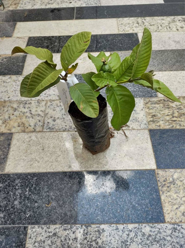 Imagem 2 de 6 de Muda De Goiaba Tailandesa (gigante) Enchertada Produzido30cm