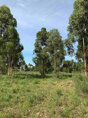 Chacra En El Pinar 10 Hectáreas, Venta