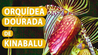 Orquideas Dourada De Kinabalu | MercadoLivre 📦