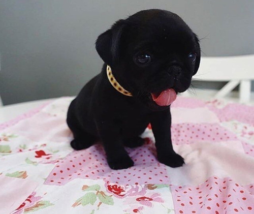 Lindos Filhotes De Pug Preto 