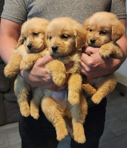 Espectaculares Cachorros Golden Retriever