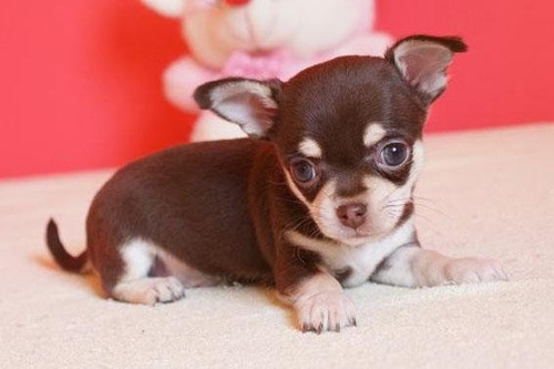 Chihuahua Filhote Pelo Curto