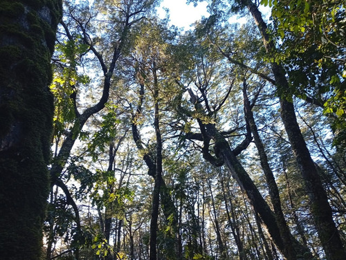 Venta Parcela Bosque Pucón Los Nevados