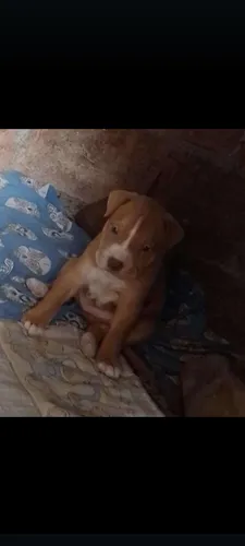 Pitbull