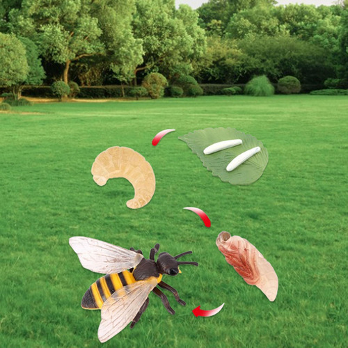 4 Ciclo De Vida De Los Juguetes De Abejas, Materiales