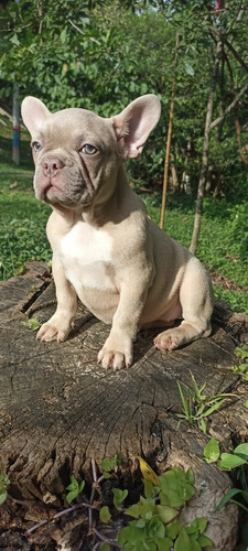 Bulldog Frances, Isabella, 3 Meses De Nacidos 