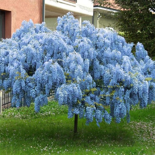 Wisteria Sinesis Azul Turquesa + Regalo