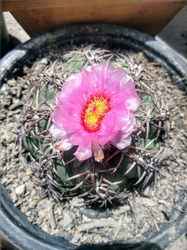 Cactus Echinocactus Horizonthalonius O Lengua De Diablo