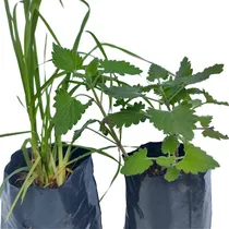 Comprar Kit 4 Mudas : 2 Grama Dos Gatos  E  2  Erva Dos Gatos .