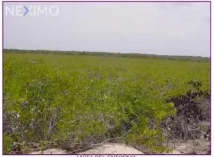 Venta Terreno 0 Ambiente Isla Mujeres Centro