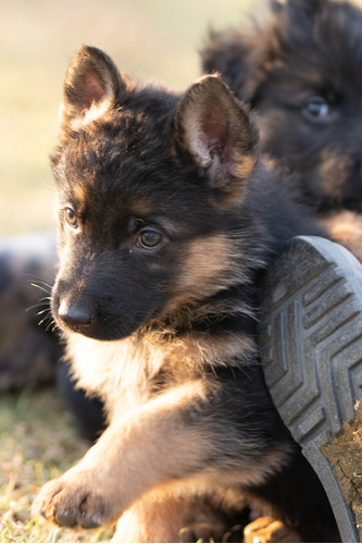 Cachorros Pasor Aleman 2 Meses.