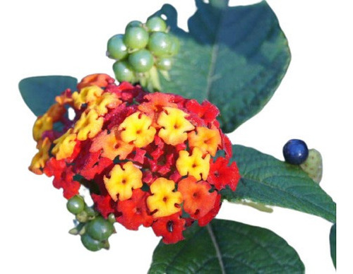 20 Sementes De Lantana Camera Cambará  Flor Apicola Fruta