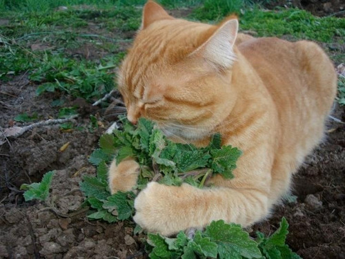 100 Sementes De Catnip Erva Gatuna Dos Gatos Nepeta Cataria