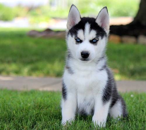 Cachorros Husky Siberiano