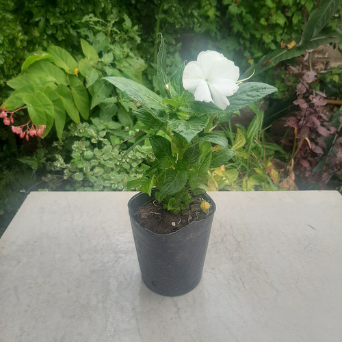 Imagen 2 de 6 de Planta Alegria Guineana Color Blanco Moron Raices Arcoiris